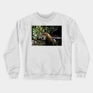 Red Panda Sleeping Crewneck Sweatshirt